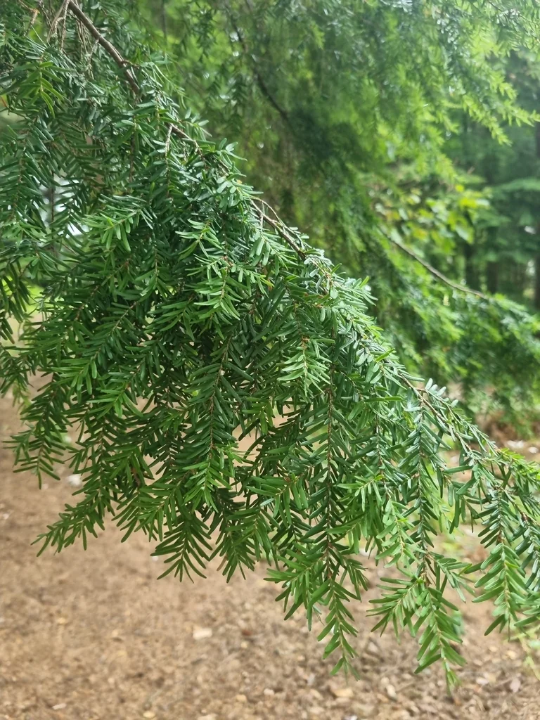 Tsuga Heterophylla