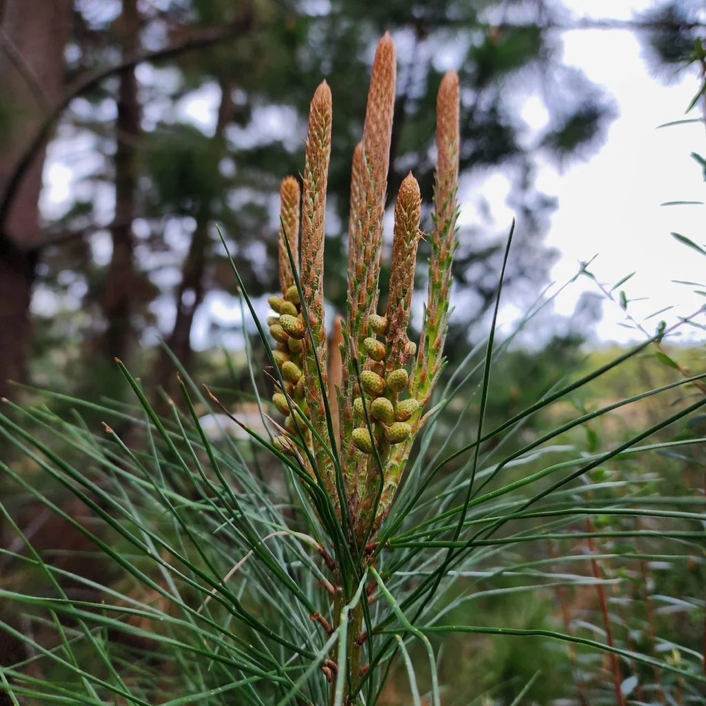 Pinus Radiata