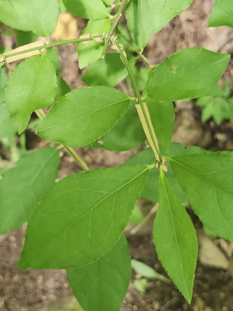 Euonymus Alatus