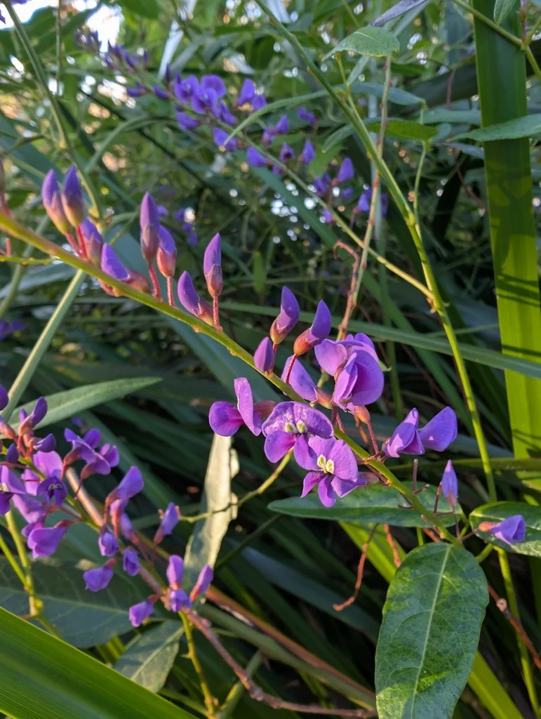 Hardenbergia Comptoniana
