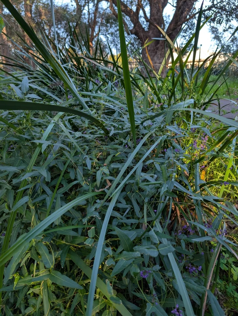 Hardenbergia Comptoniana