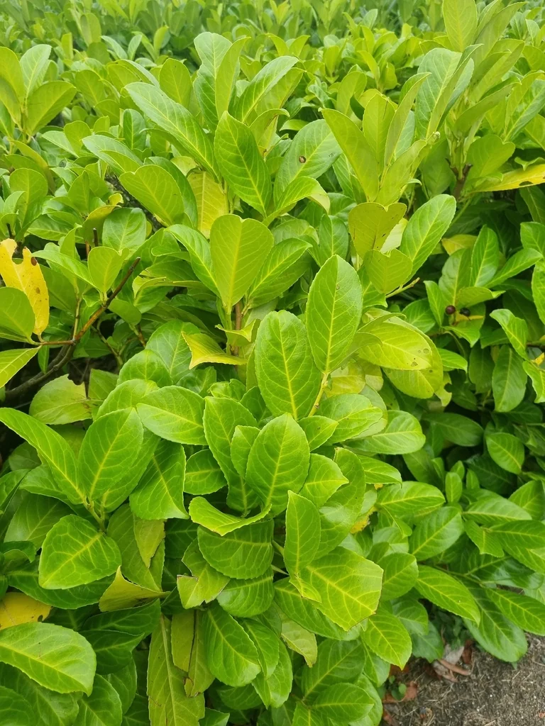 Prunus Laurocerasus
