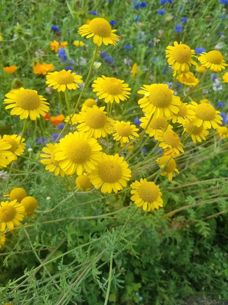 Anthemis Tinctoria