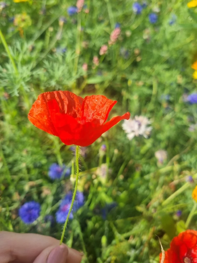 Papaver Rhoeas