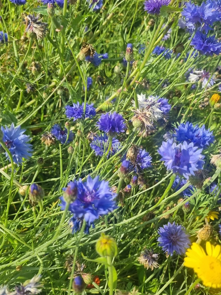 Centaurea Cyanus