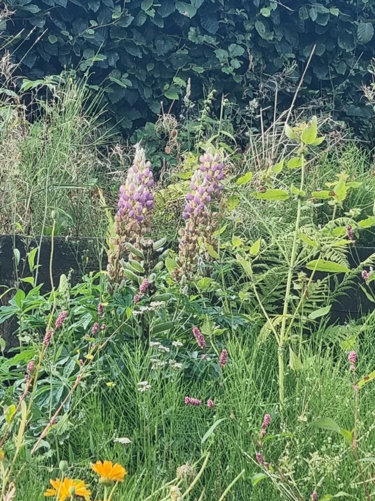 Lupinus Polyphyllus