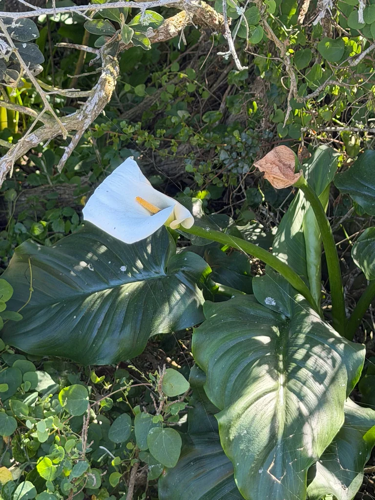 Zantedeschia Aethiopica