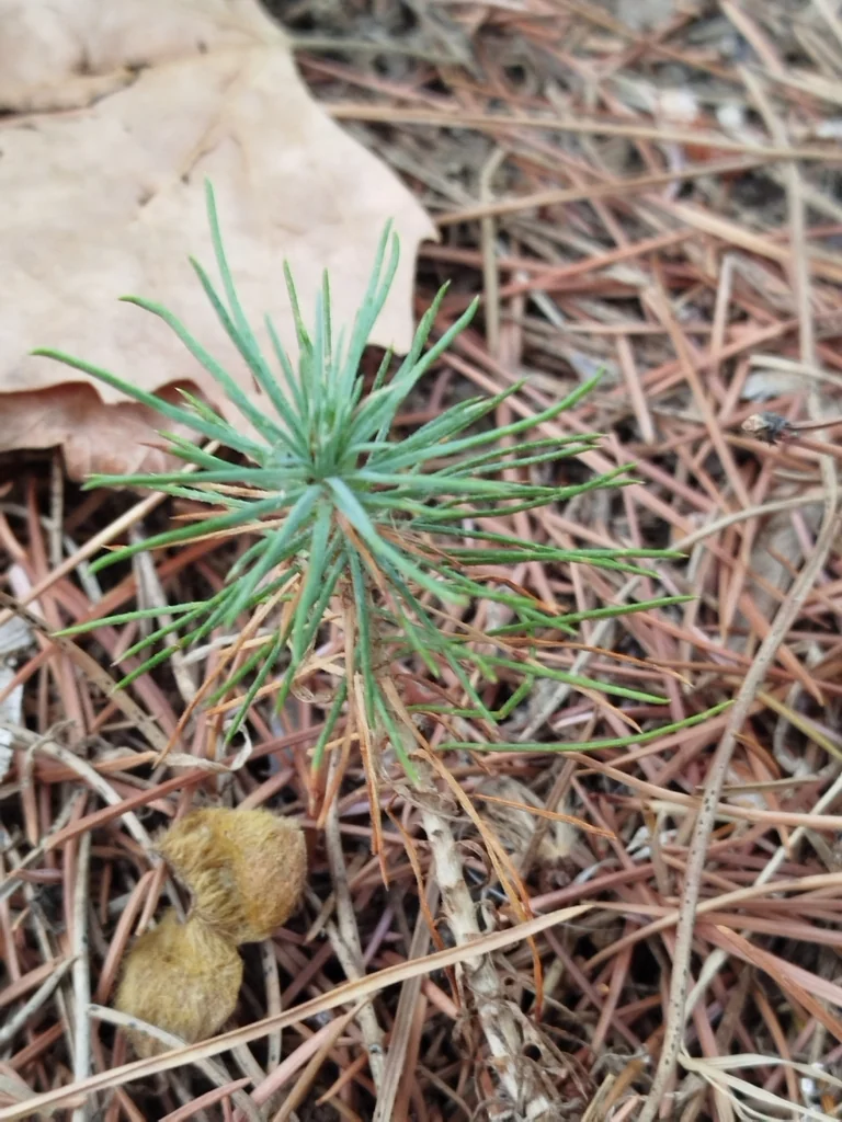 Pinus Pinea