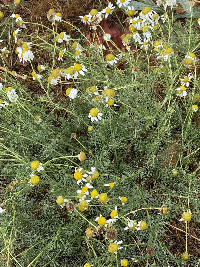 Matricaria Recutita