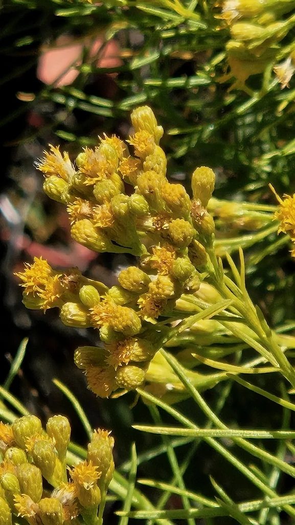 Ericameria Arborescens