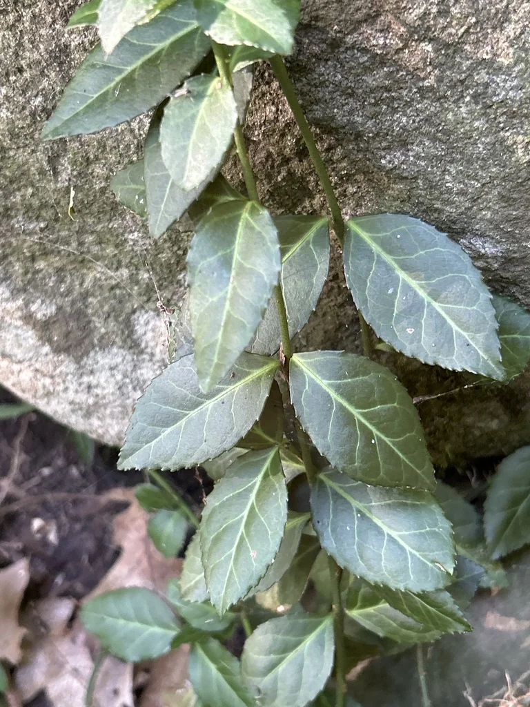 Euonymus fortunei