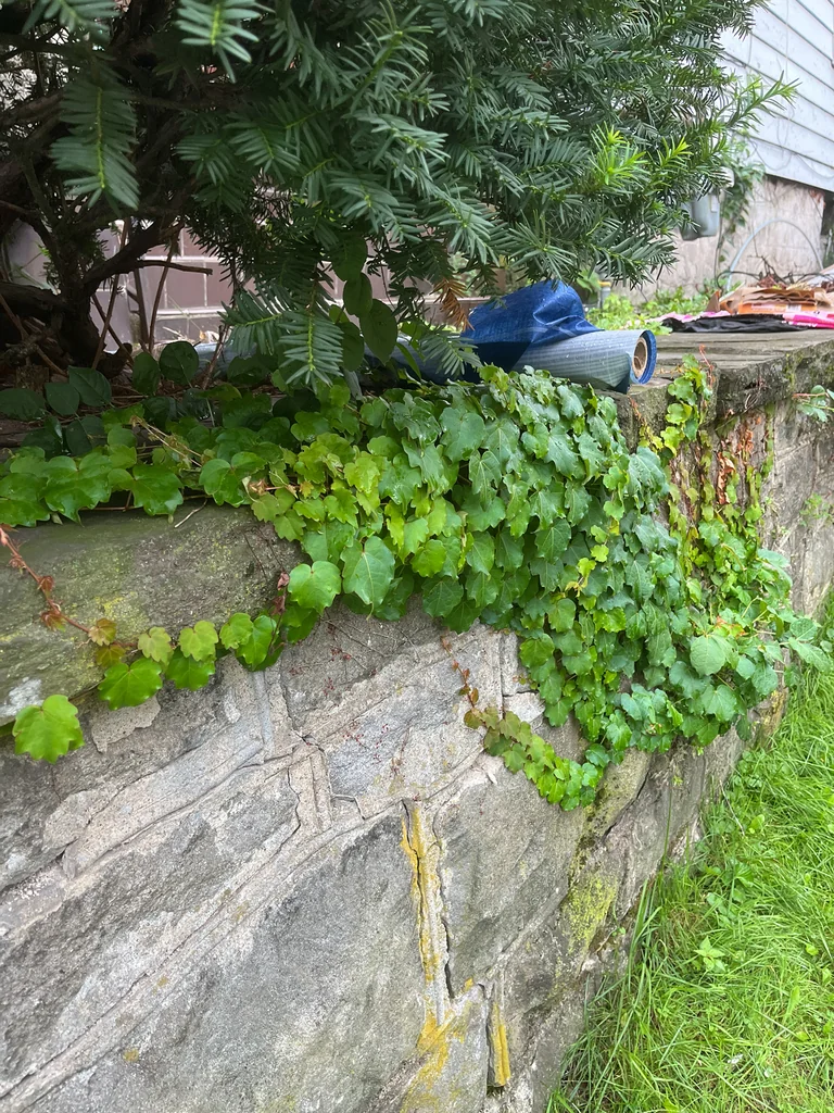 Parthenocissus Tricuspidata