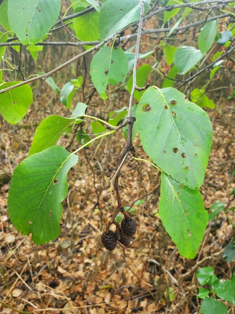 Alnus Cordata