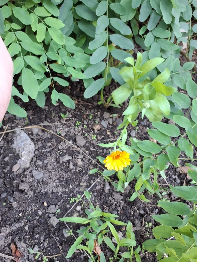 Calendula Officinalis