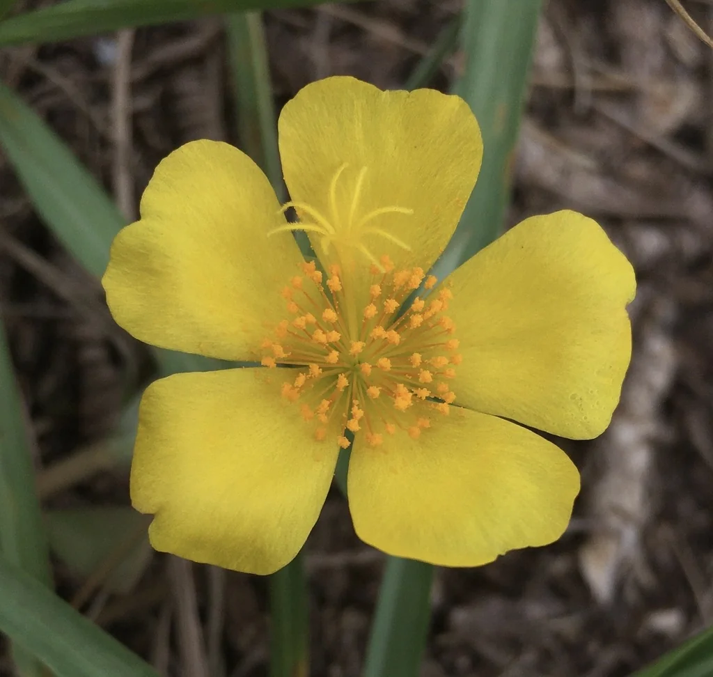 Portulaca umbraticola
