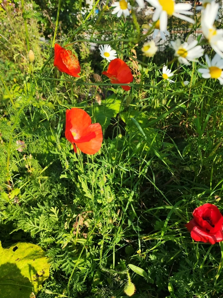Papaver Rhoeas