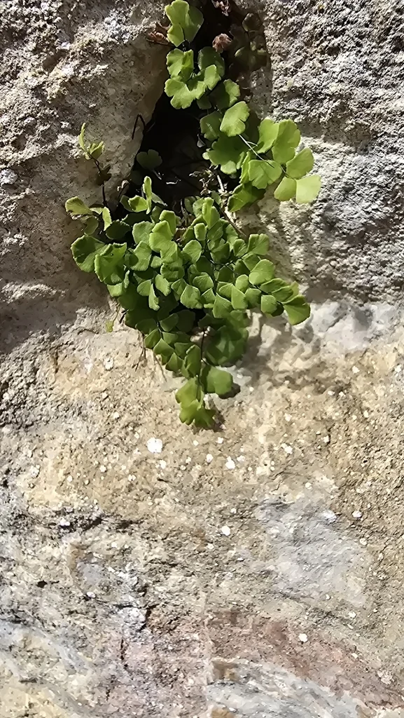 Adiantum Capillus-Veneris