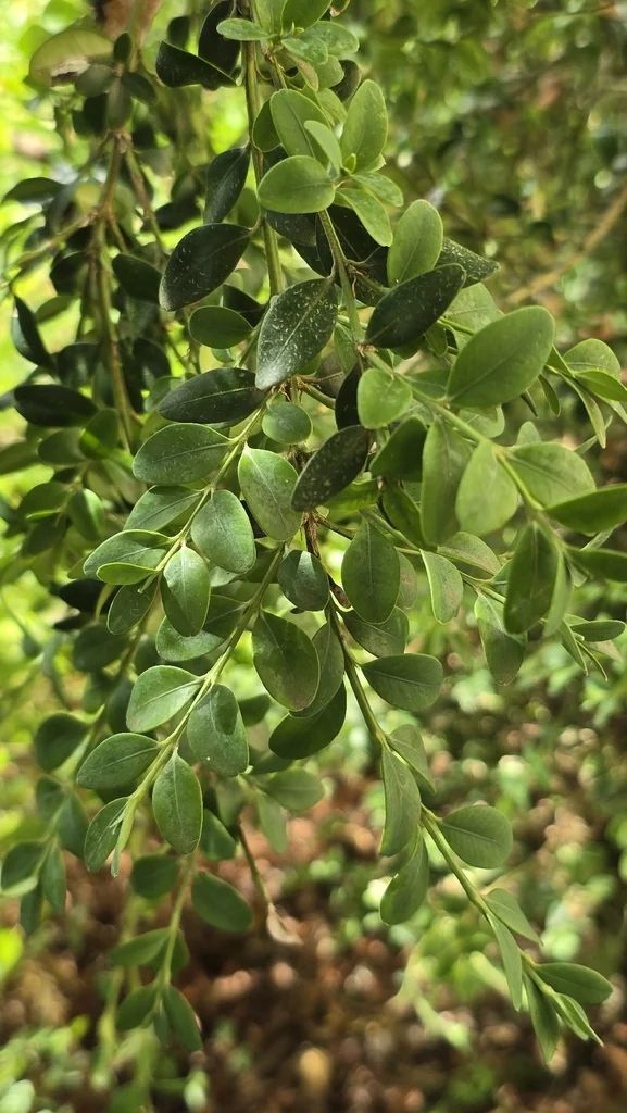 Buxus sempervirens