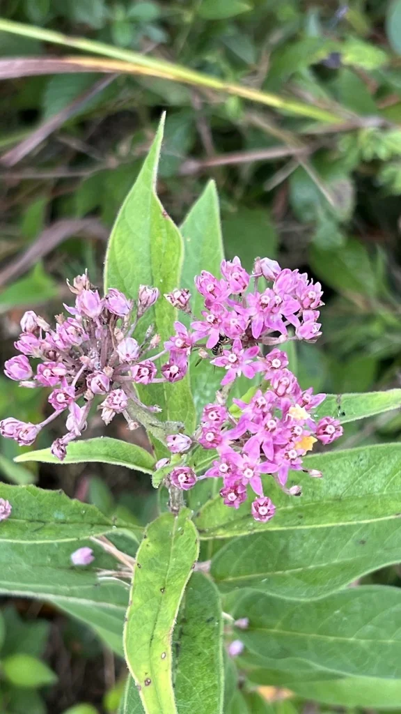 Asclepias Incarnata