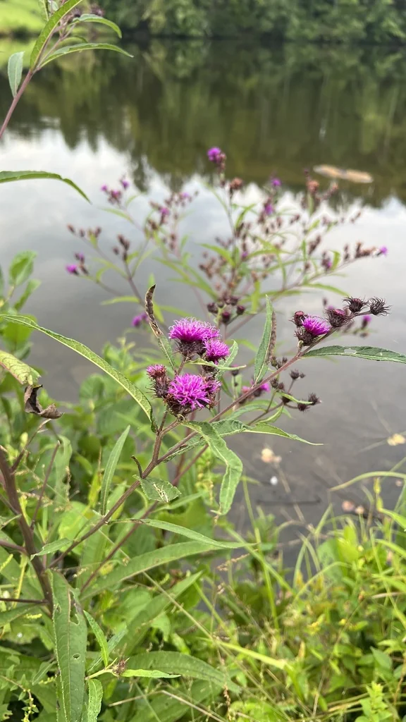 Vernonia Noveboracensis