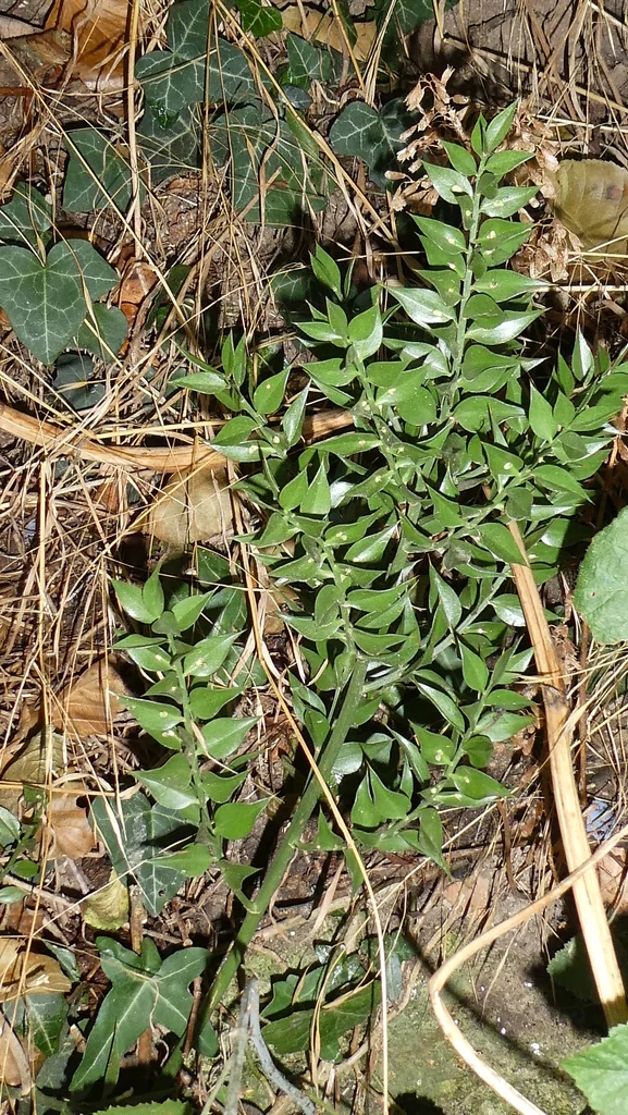 Ruscus Aculeatus