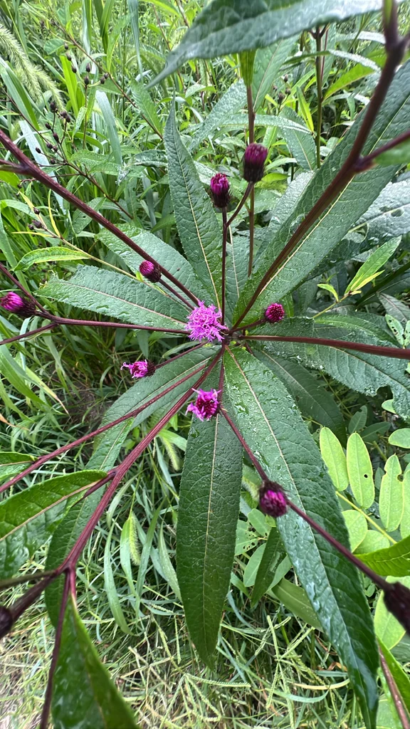 Vernonia Noveboracensis