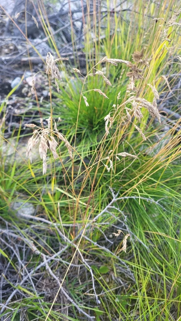 Poa Pratensis
