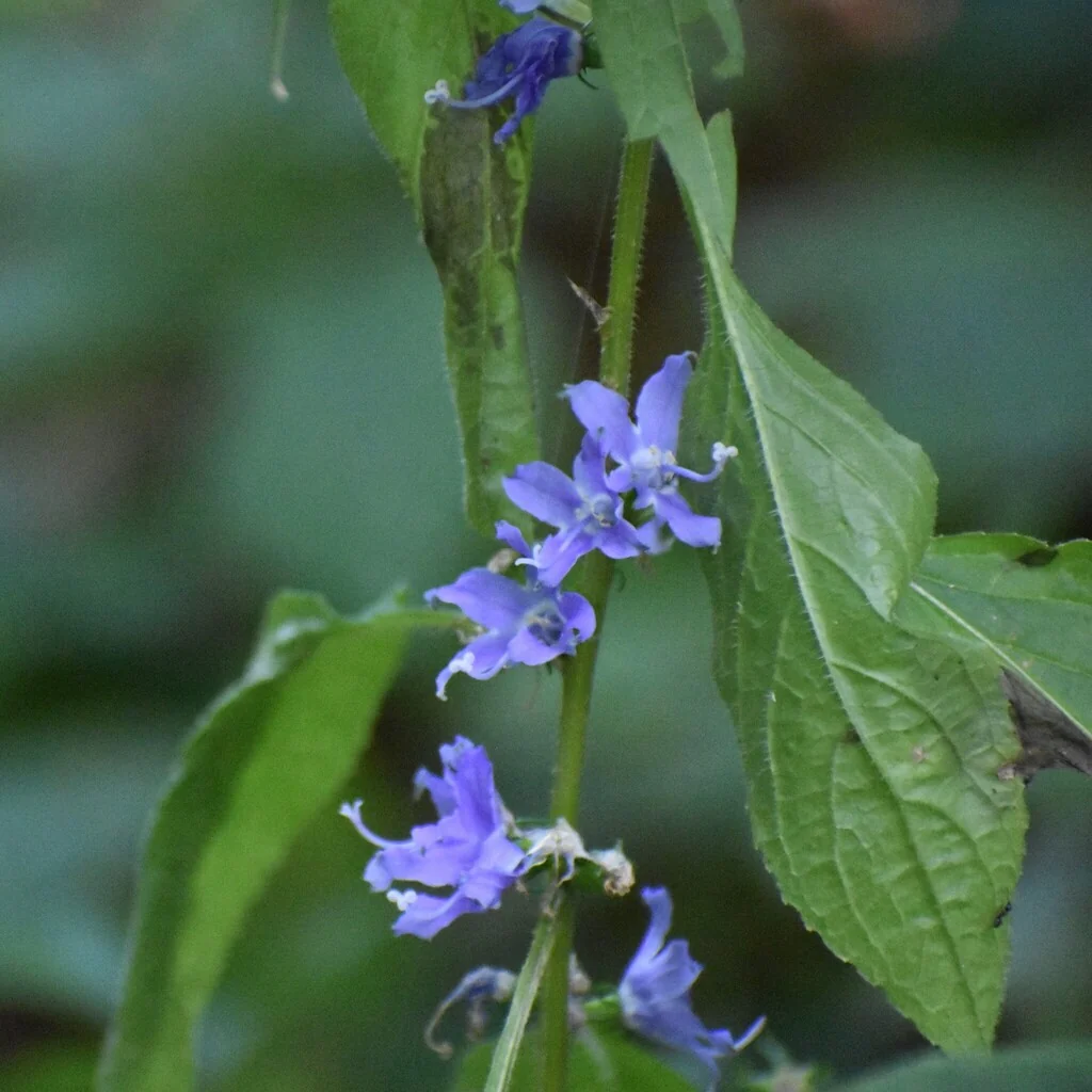 Campanula Americana