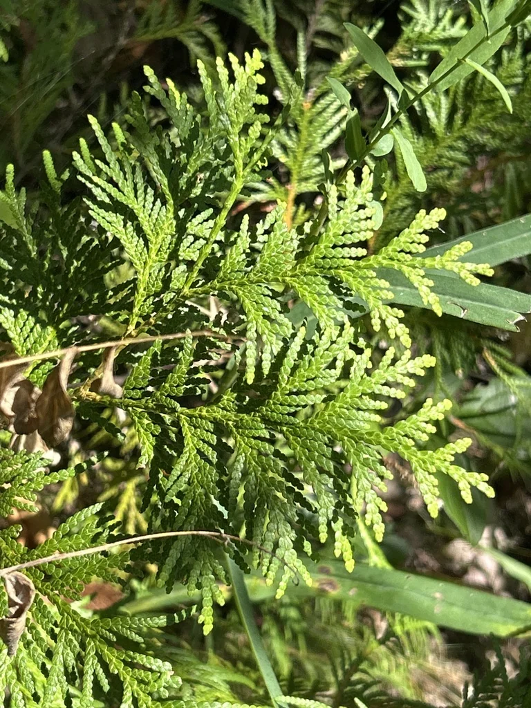 Thuja occidentalis