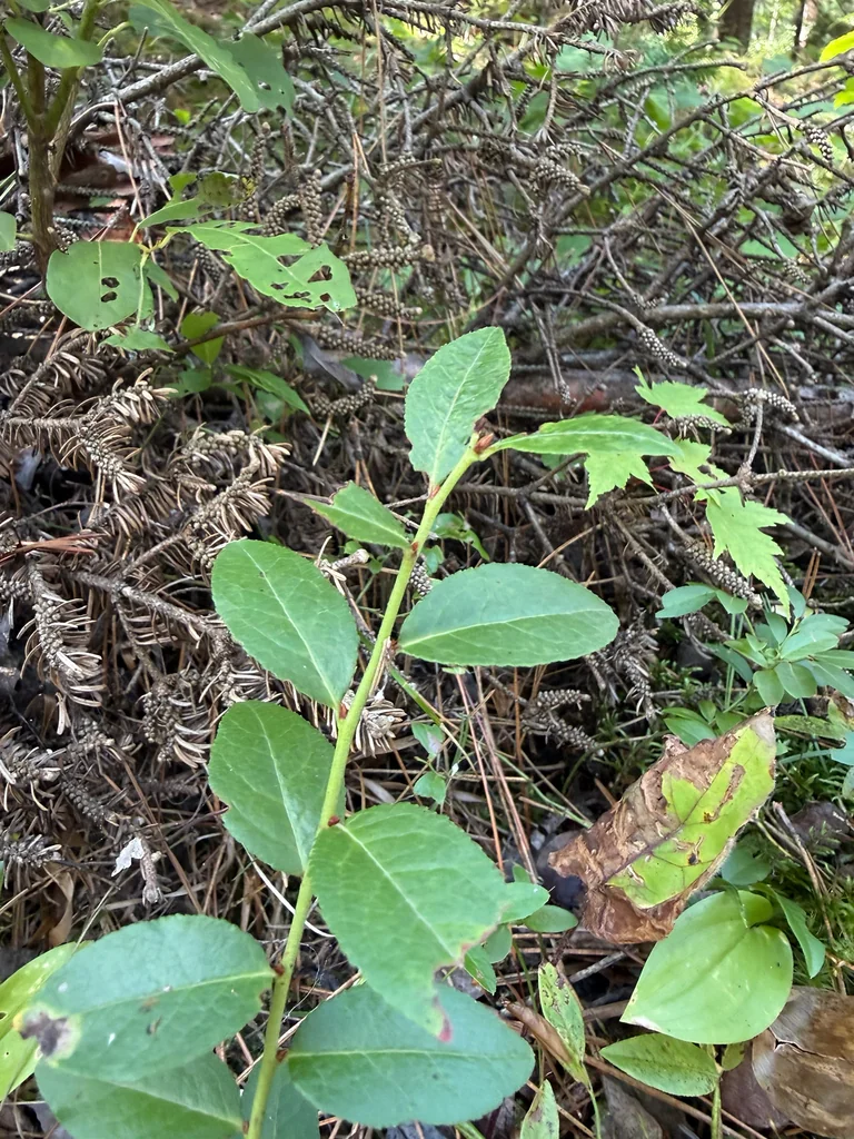 Vaccinium Angustifolium