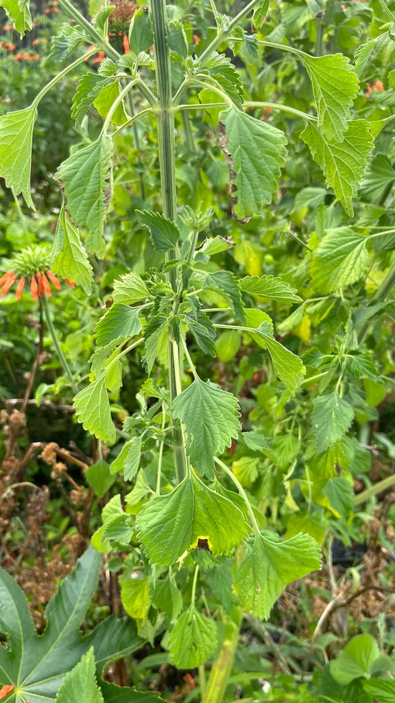 Leonotis Nepetifolia
