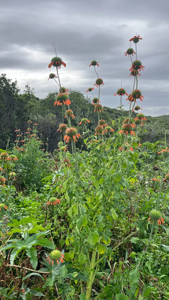 Leonotis Nepetifolia