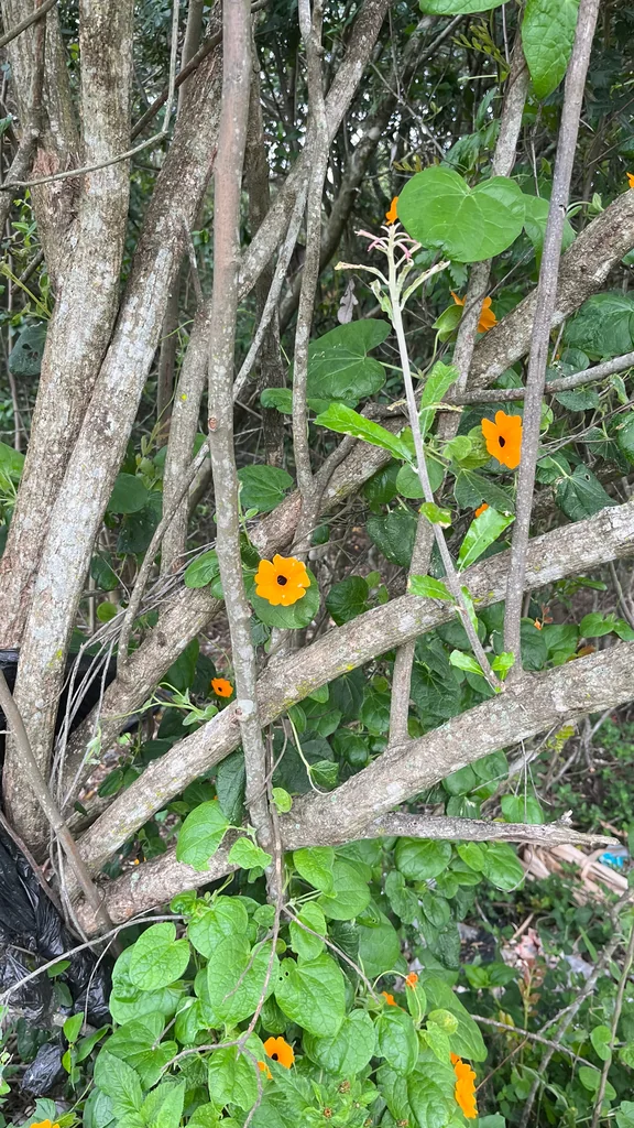 Thunbergia alata
