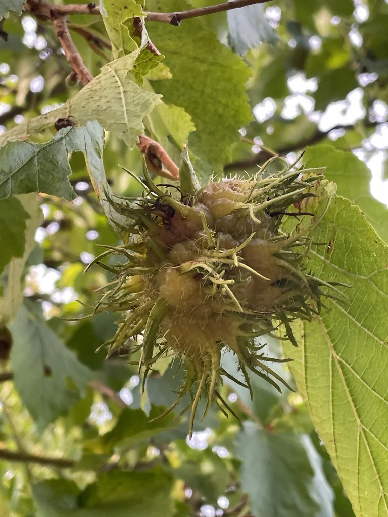 Corylus Colurna