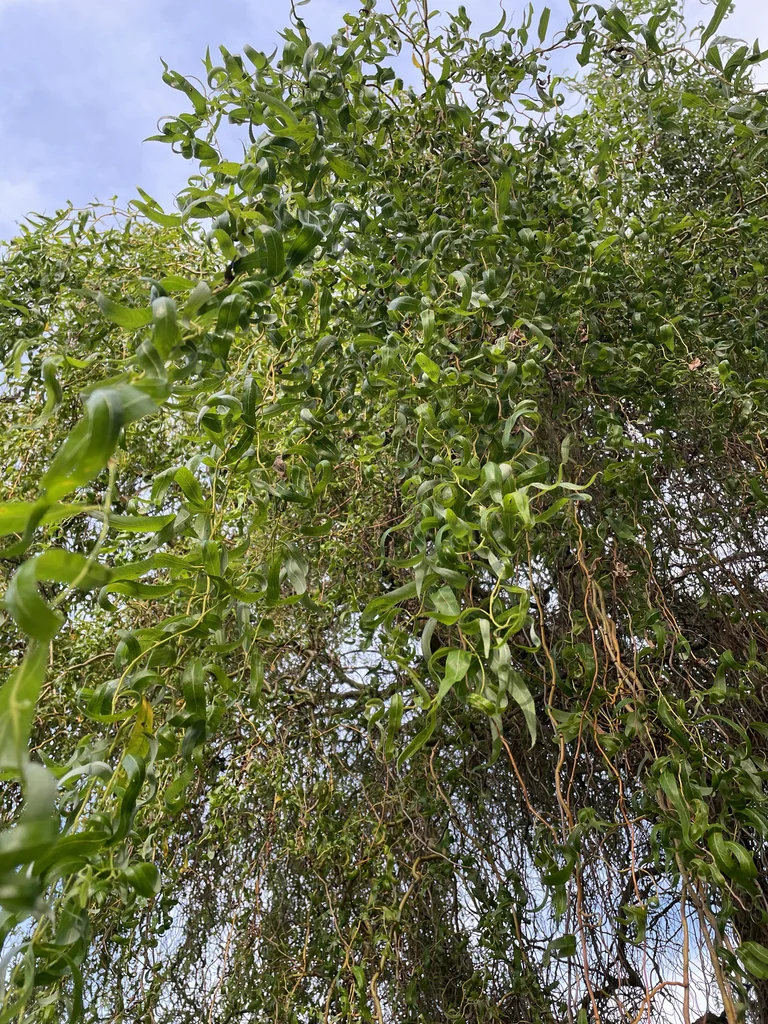 Salix Babylonica