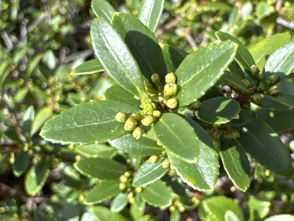 Paxistima Myrsinites