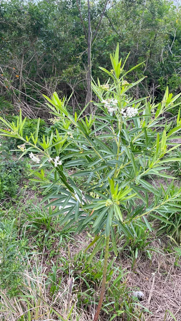 Gomphocarpus Physocarpus