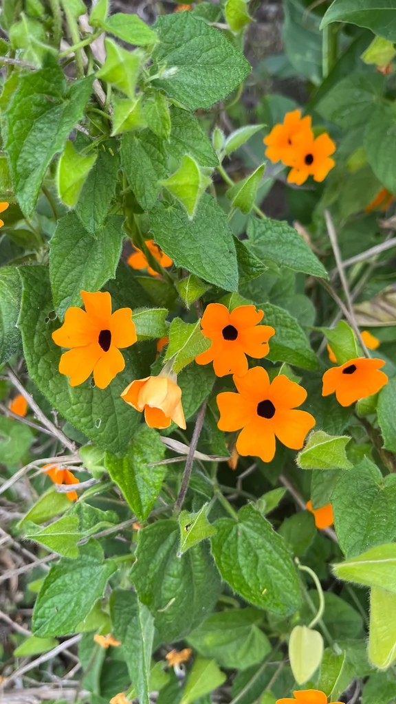 Thunbergia alata
