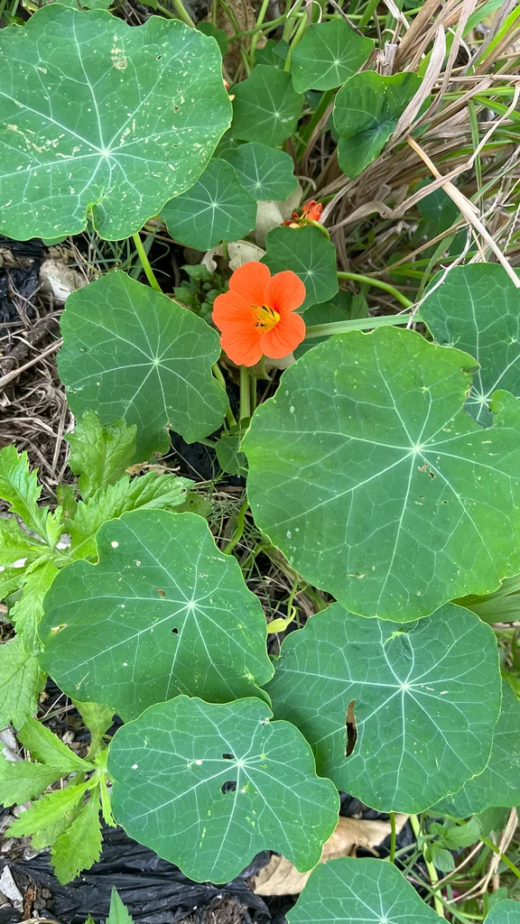 Tropaeolum Majus