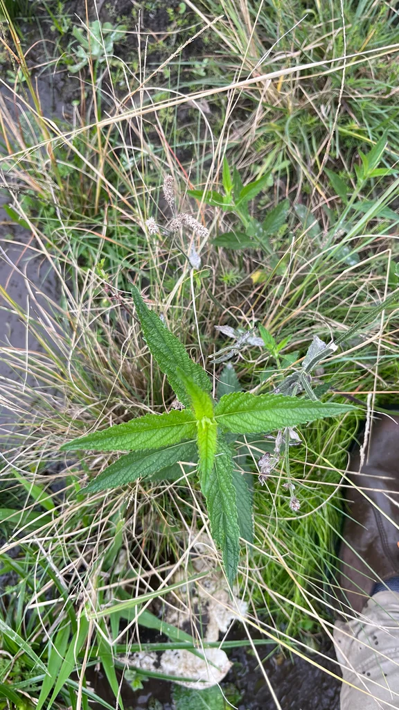Verbena Bonariensis