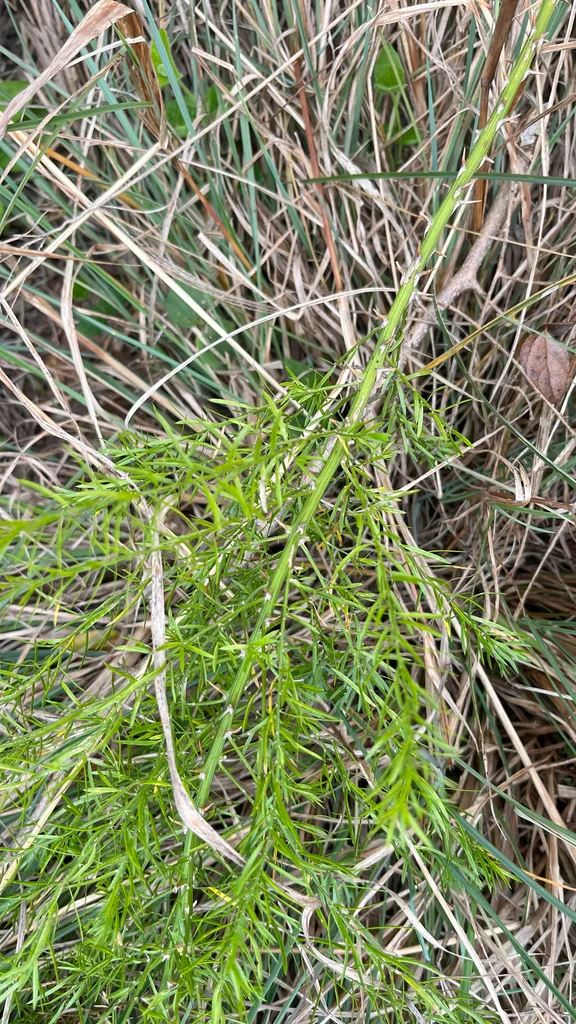 Asparagus densiflorus