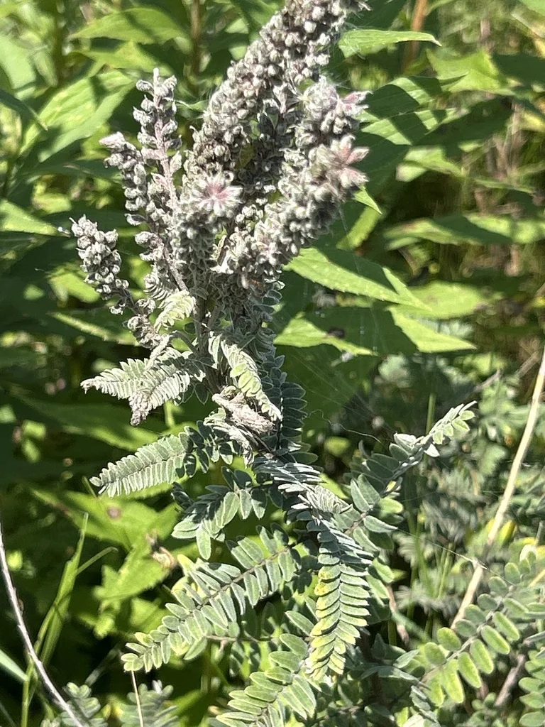 Amorpha Canescens