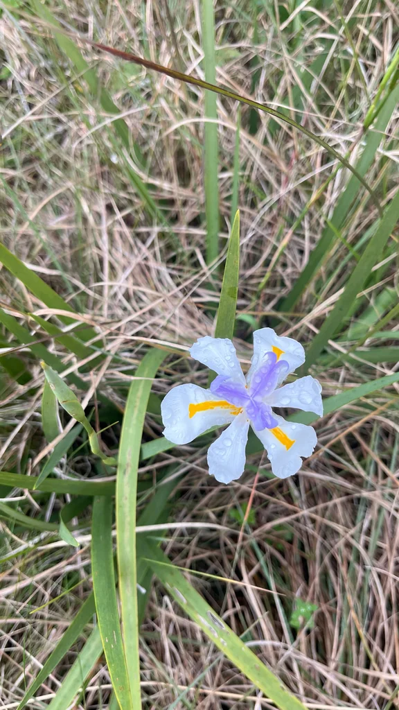 Dietes Grandiflora