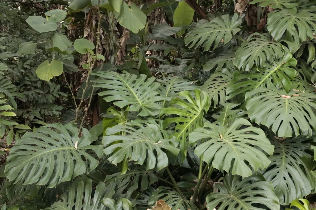 Monstera deliciosa