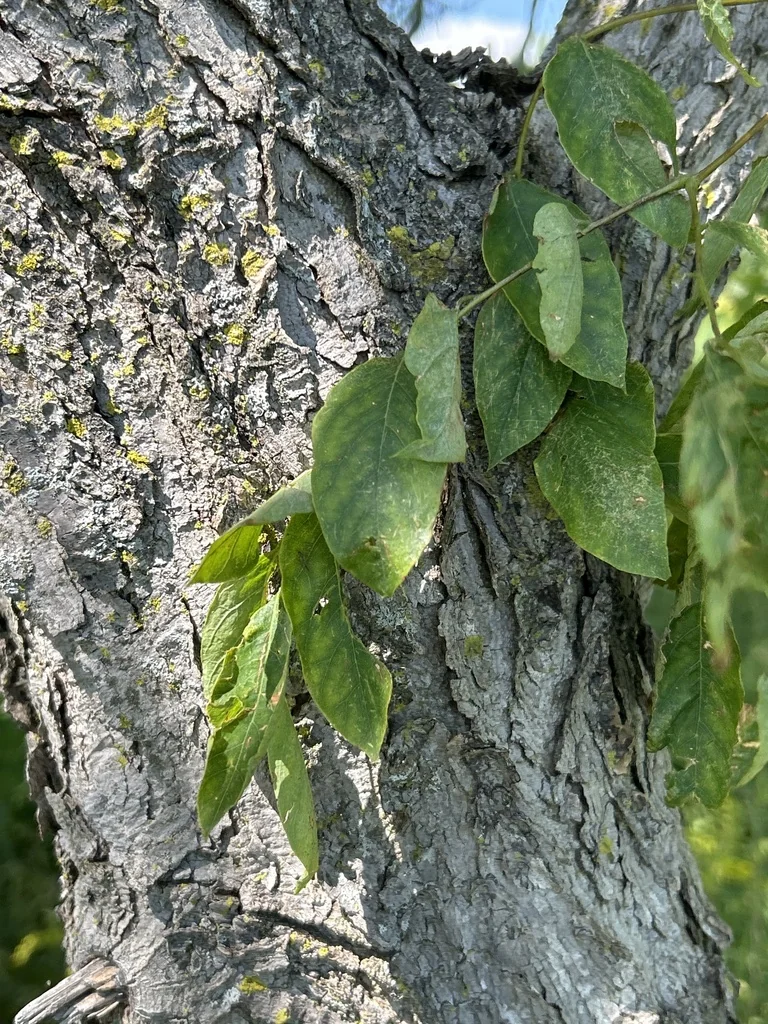 Gymnocladus Dioicus