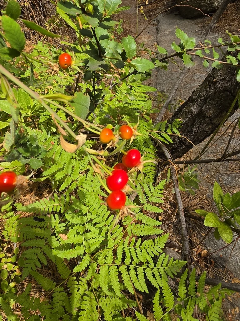 Rosa Californica