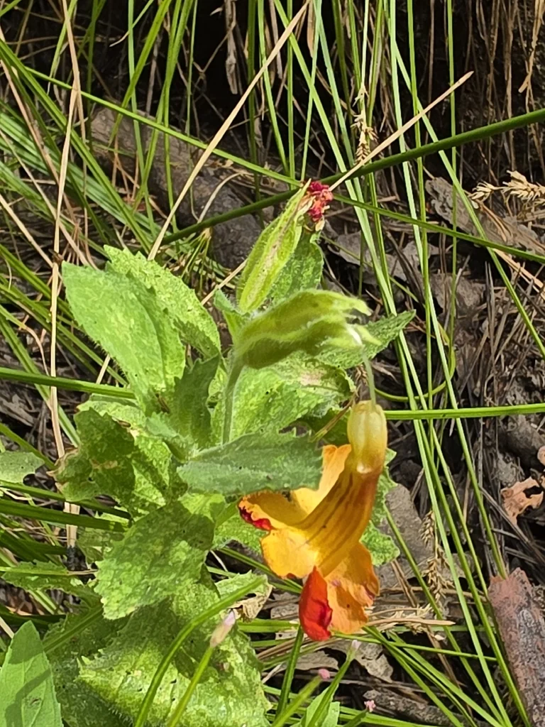 Mimulus Cardinalis