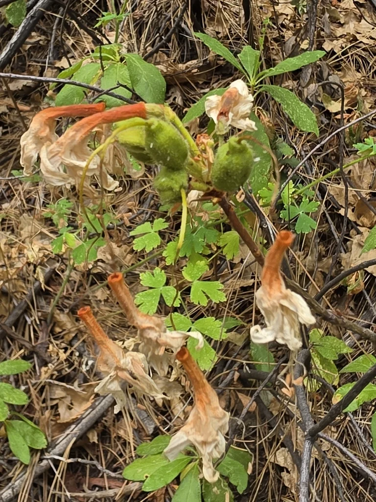 Rhododendron Occidentale