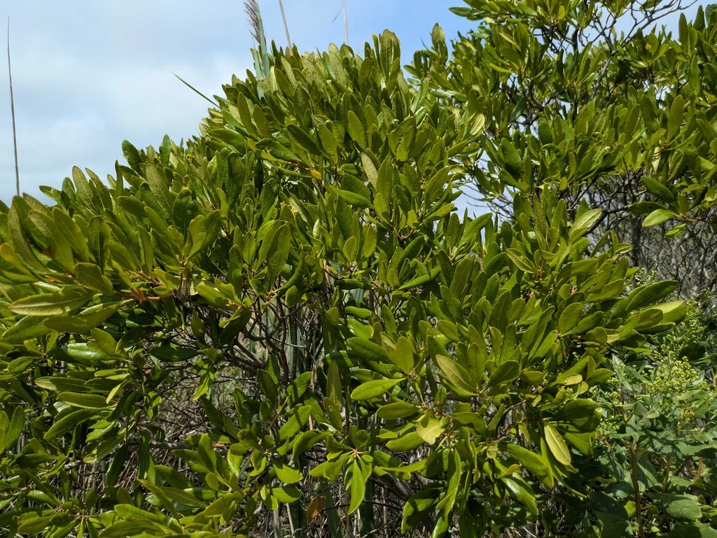 Myrica Pensylvanica