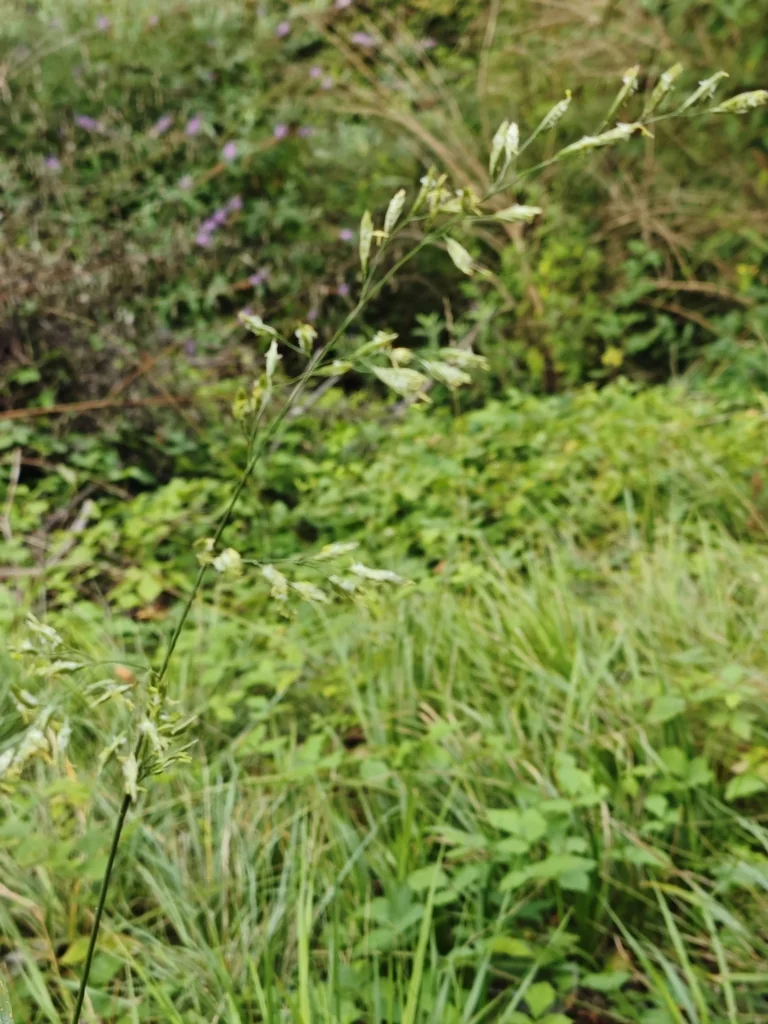 Festuca arundinacea